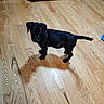 Java joined the competition — help win amazing prizes! puppy, dog, black_dog, wooden_floor, kitchen, pet, animal, indoor, flooring, curious, young_dog, canine, domestic_animal, standing, looking_up, floor, cabinet, appliance, tail, ears
