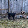 Java is registered to the contest to win money with this photo: dog, black_dog, outdoor, grass, fence, wooden_fence, rocks, yard, pet, animal, tongue_out, playful, nature, canine, standing, happy, daylight, ground, tree_stump, backyard