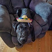Java joined the competition — help win amazing prizes! dog, black_dog, sombrero, hat, armchair, furniture, indoor, wooden_floor, pet, canine, cute, curious, cozy, living_room, animal, domestic_animal, small_hat, relaxed, looking_up, companion
