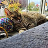 Lola is registered to the contest to win money with this photo: cat, tabby_cat, sleeping, yarn_ball, windowsill, window, indoor, autumn, fall_colors, decorations, halloween, sticker, cozy, resting, pet, feline, colorful, natural_light, blurred_background, relaxation