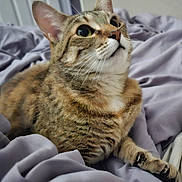 Lola is registered to the contest to win money with this photo: tabby_cat, cat, pet, animal, feline, close_up, indoor, bed, blanket, fur, whiskers, ears, eyes, paws, soft_texture, relaxed, curious, domestic_animal, resting, comfortable
