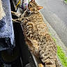 Lola joined the competition — help win amazing prizes! cat, tabby, windowsill, yarn_ball, modem, indoor, pet, fur, striped, relaxed, animal, window, daylight, street, road, outdoor_view, electronics, cable, household, resting