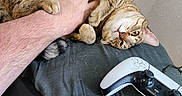 Lola joined the competition — help win amazing prizes! tabby_cat, cat, pet, hand, human_arm, bed, blanket, remote_control, gaming_controller, indoor, relaxed, playful, feline, fur, striped, paw, resting, comfort, domestic_animal, casual