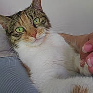 Bella is registered to the contest to win money with this photo: animal, cat, close_up, comfort, cute, domestic_animal, feline, gentle_touch, green_eyes, hand, indoor, looking_at_camera, lying_down, pet, portrait, relaxed, soft_fur, tabby, whiskers, white_fur