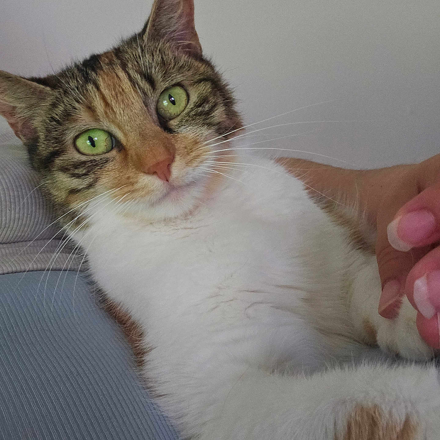 Bella