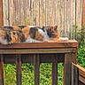 Bella joined the competition — help win amazing prizes! animal, backyard, calico_cat, cat, daylight, fur, garden, greenery, nature, outdoor, peaceful, pet, quiet, relaxing, resting, sleeping, summer, sunlight, wooden_fence, wooden_railing