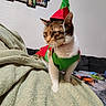 Bella joined the competition — help win amazing prizes! cat, pet, costume, christmas, elf_hat, green_clothing, blanket, indoor, feline, fur, animal, domestic, wall, photoframe, couch, home, decor, holiday, cute, expression