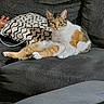Bella is registered to the contest to win money with this photo: cat, calico_cat, couch, pillow, indoor, pet, feline, relaxed, sitting, fur, whiskers, green_eyes, cozy, domestic_animal, home, animal, soft_texture, resting, looking, comfortable