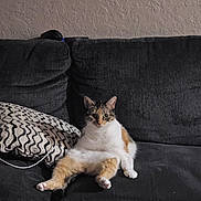 Bella joined the competition — help win amazing prizes! cat, calico_cat, couch, pillow, indoor, pet, feline, relaxed, seated, fur, whiskers, ears, animal, home, domestic, cute, wall, texture, cord, living_room
