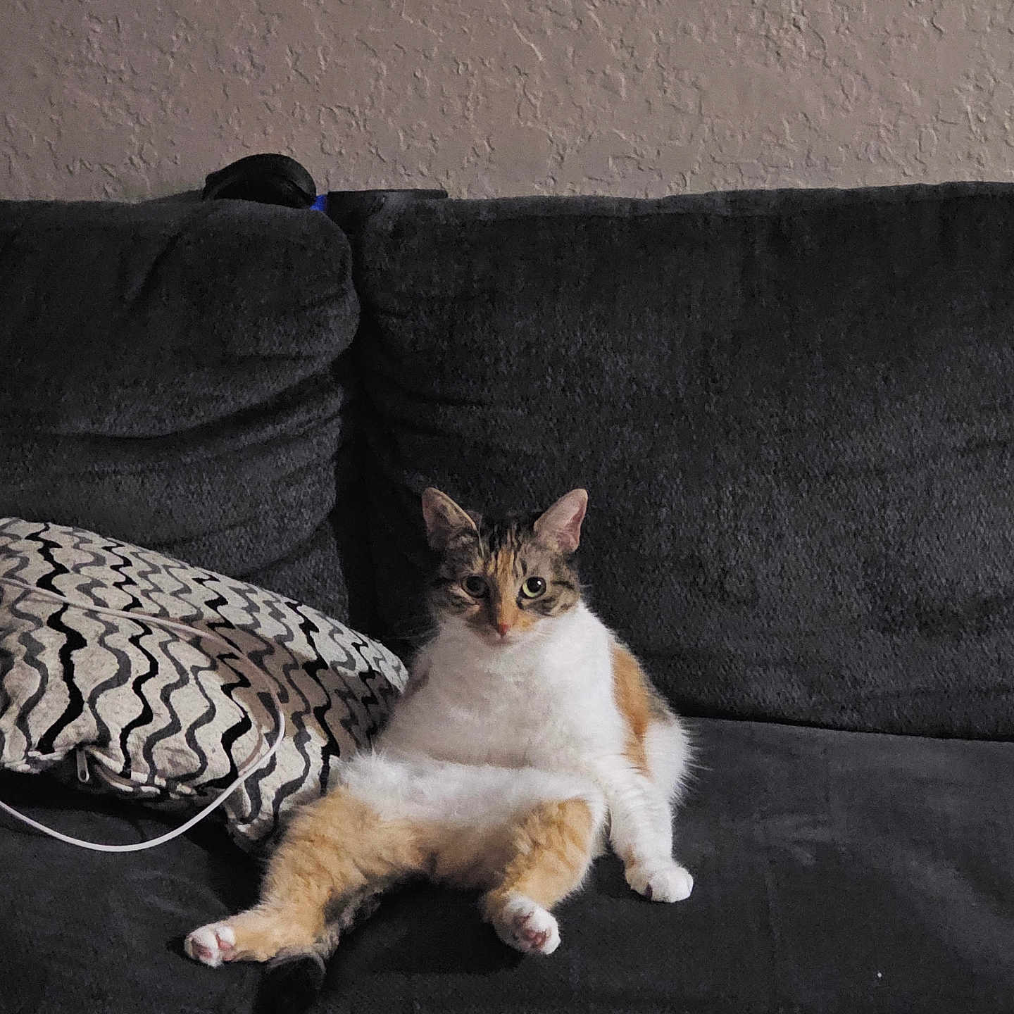 Bella joined the competition — help win amazing prizes! cat, calico_cat, couch, pillow, indoor, pet, feline, relaxed, seated, fur, whiskers, ears, animal, home, domestic, cute, wall, texture, cord, living_room