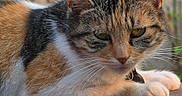 Bella is registered to the contest to win money with this photo: animal, calm, cat, close_up, detailed, domestic_cat, ears, eyes, feline, fur, multicolor, nature, outdoor, pet, portrait, relaxed, resting, soft_light, whiskers, wood