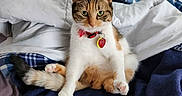 Bella joined the competition — help win amazing prizes! cat, calico, pet, bed, blanket, indoor, fur, animal, cute, sitting, collar, tag, paw, comfort, relax, feline, domestic, cozy, rest, soft