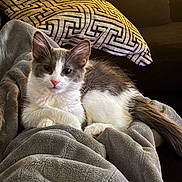 Syla joined the competition — help win amazing prizes! animal, blanket, cat, couch, cozy, cute, domestic_animal, feline, fur, gray, indoor, kitten, patterned_pillow, pet, pillow, relaxed, resting, soft_fabric, warm_lighting, white