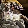 animal, blanket, cat, couch, cozy, cute, domestic_animal, feline, fur, gray, indoor, kitten, patterned_pillow, pet, pillow, relaxed, resting, soft_fabric, warm_lighting, white
