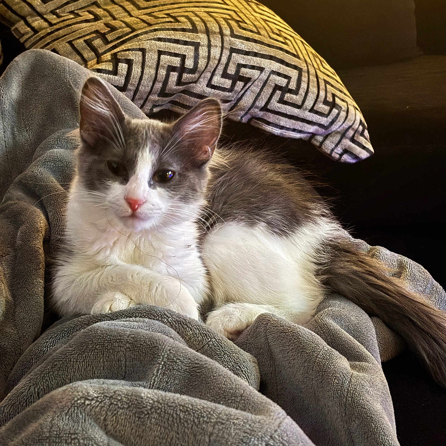 Syla