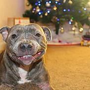 Riley joined the competition — help win amazing prizes! animal, brown, canine, carpet, christmas_tree, cute, decorations, dog, ears, fur, furry, happy, holiday, home, indoor, lights, pet, relaxed, smiling, snout