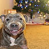 animal, brown, canine, carpet, christmas_tree, cute, decorations, dog, ears, fur, furry, happy, holiday, home, indoor, lights, pet, relaxed, smiling, snout