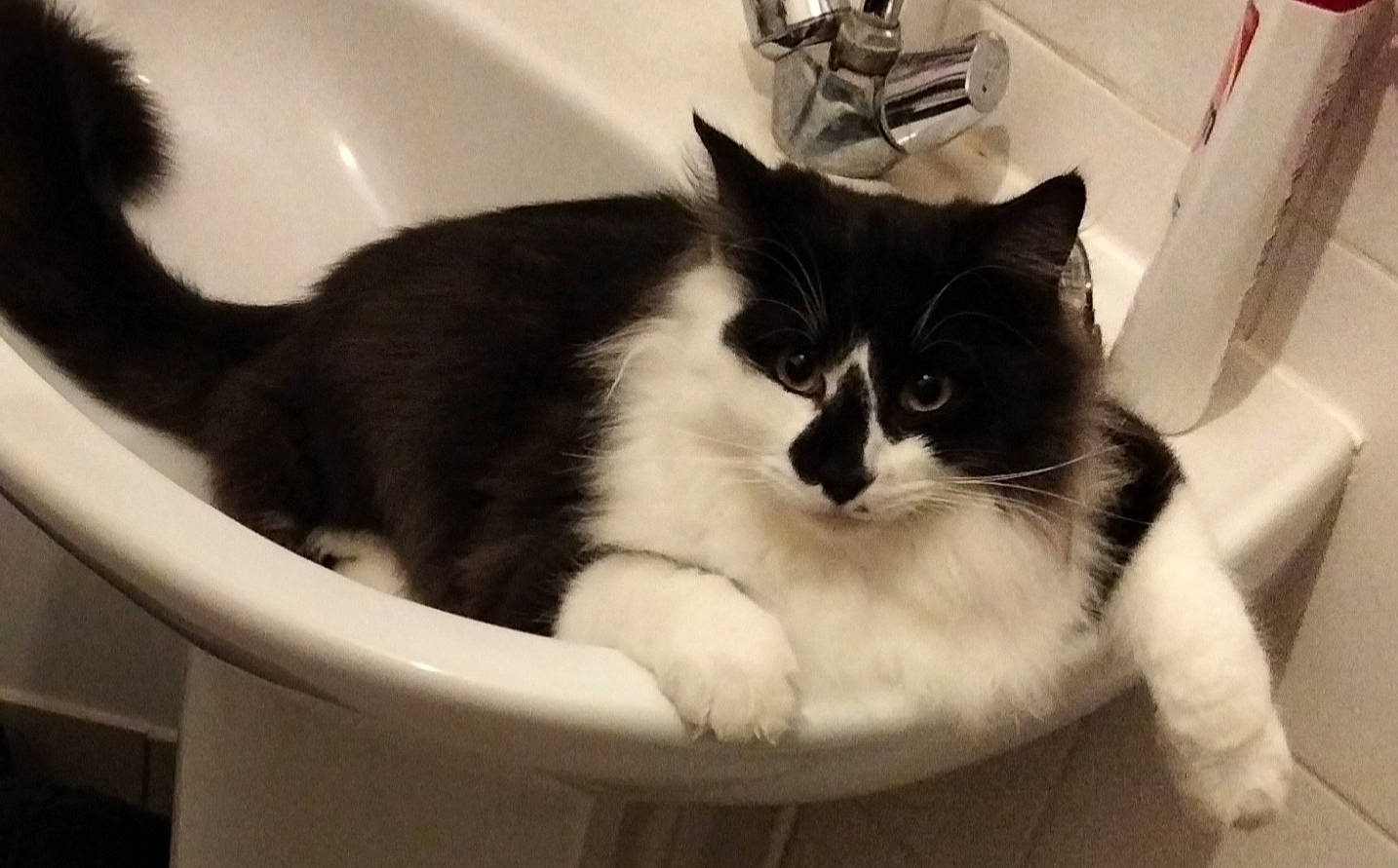 Kiki a rejoint le concours — aidez-le/la à gagner de superbes lots ! bathroom, bathtub, black, carnivore, cat, comfort, domestic_short_haired_cat, felidae, fur, monochrome_photography, pet_supply, plumbing, plumbing_fixture, small_to_medium_sized_cats, snout, tail, vertebrate, whiskers, white, window