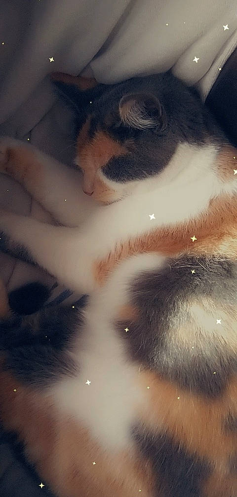 Mimine a rejoint le concours — aidez-le/la à gagner de superbes lots ! carnivore, cat, chest, darkness, domestic_short_haired_cat, eyelash, fawn, felidae, fur, human_body, jaw, neck, nose, paw, plant, small_to_medium_sized_cats, snout, tail, tints_and_shades, whiskers