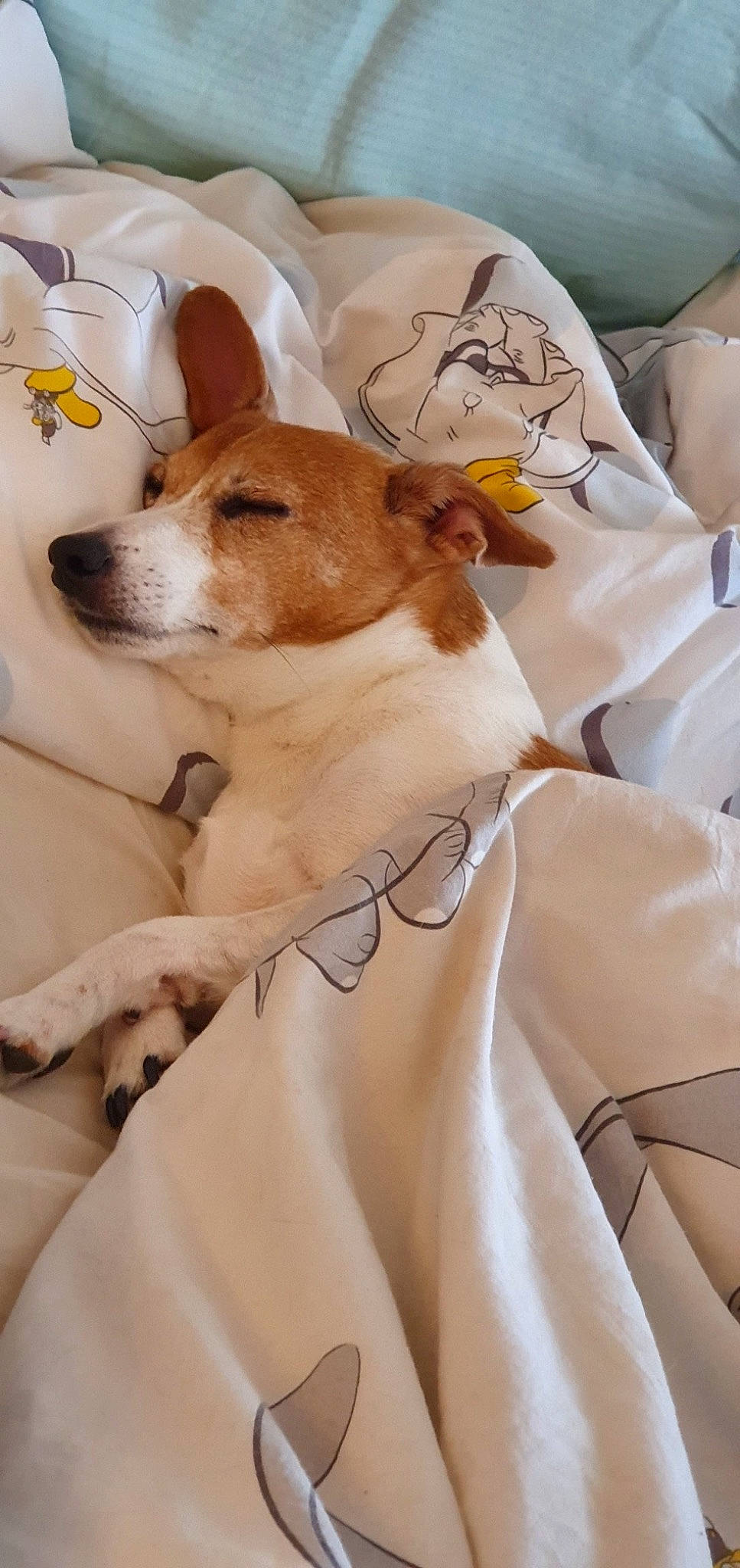 Copper joined the competition — help win amazing prizes! canidae, carnivore, comfort, companion_dog, dog, dog_breed, dog_supply, door, fawn, fur, linens, nap, non_sporting_group, paw, peach, puppy_love, snout, sporting_group, whiskers, white