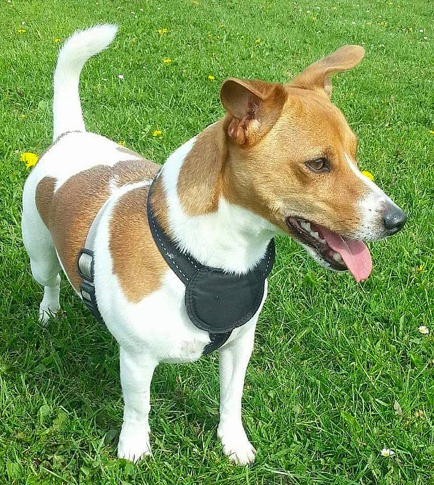 Copper is registered to the contest to win money with this photo: canidae, carnivore, collar, companion_dog, dog, dog_breed, dog_clothes, dog_collar, dog_supply, fawn, grass, hound, leash, plant, snout, sporting_group, tail, terrier, whiskers, working_animal