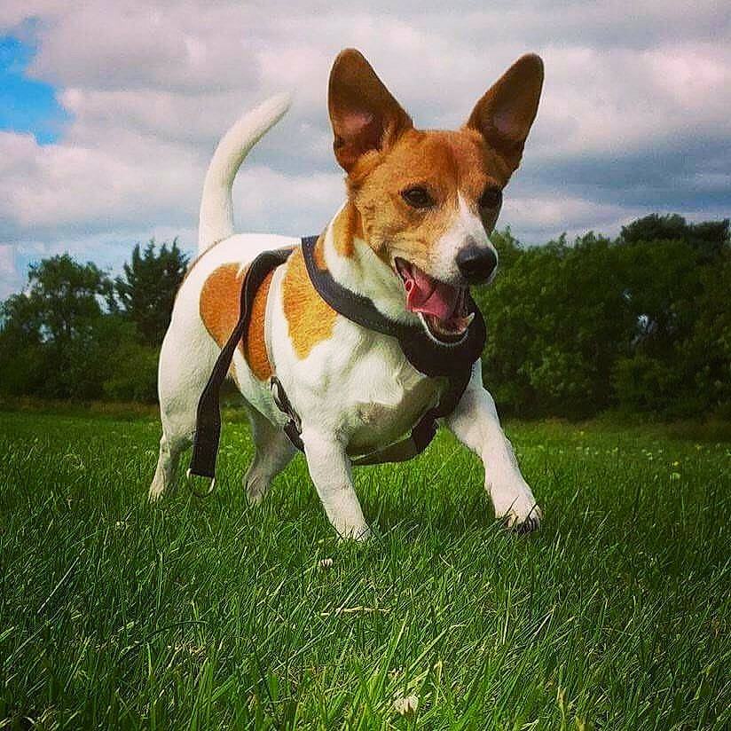 Copper is registered to the contest to win money with this photo: canidae, carnivore, cloud, collar, companion_dog, dog, dog_breed, dog_collar, dog_supply, fawn, grass, hound, plant, sky, snout, sporting_group, tail, terrier, tree, whiskers