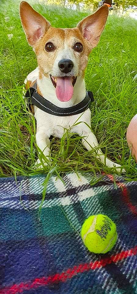 Copper joined the competition — help win amazing prizes! ball, carnivore, collar, companion_dog, dog, dog_breed, dog_collar, dog_supply, fawn, grass, green, happy, leash, people_in_nature, plant, snout, sports_equipment, sunglasses, tennis_ball, whiskers