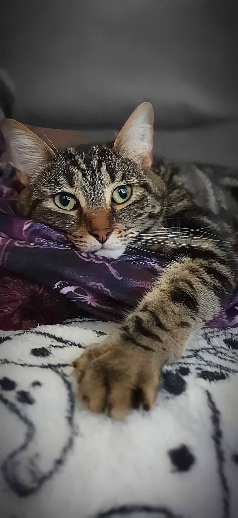 Cheshire joined the competition — help win amazing prizes! carnivore, cat, claw, domestic_short_haired_cat, felidae, fur, organism, paw, small_to_medium_sized_cats, snout, terrestrial_animal, whiskers, wildlife