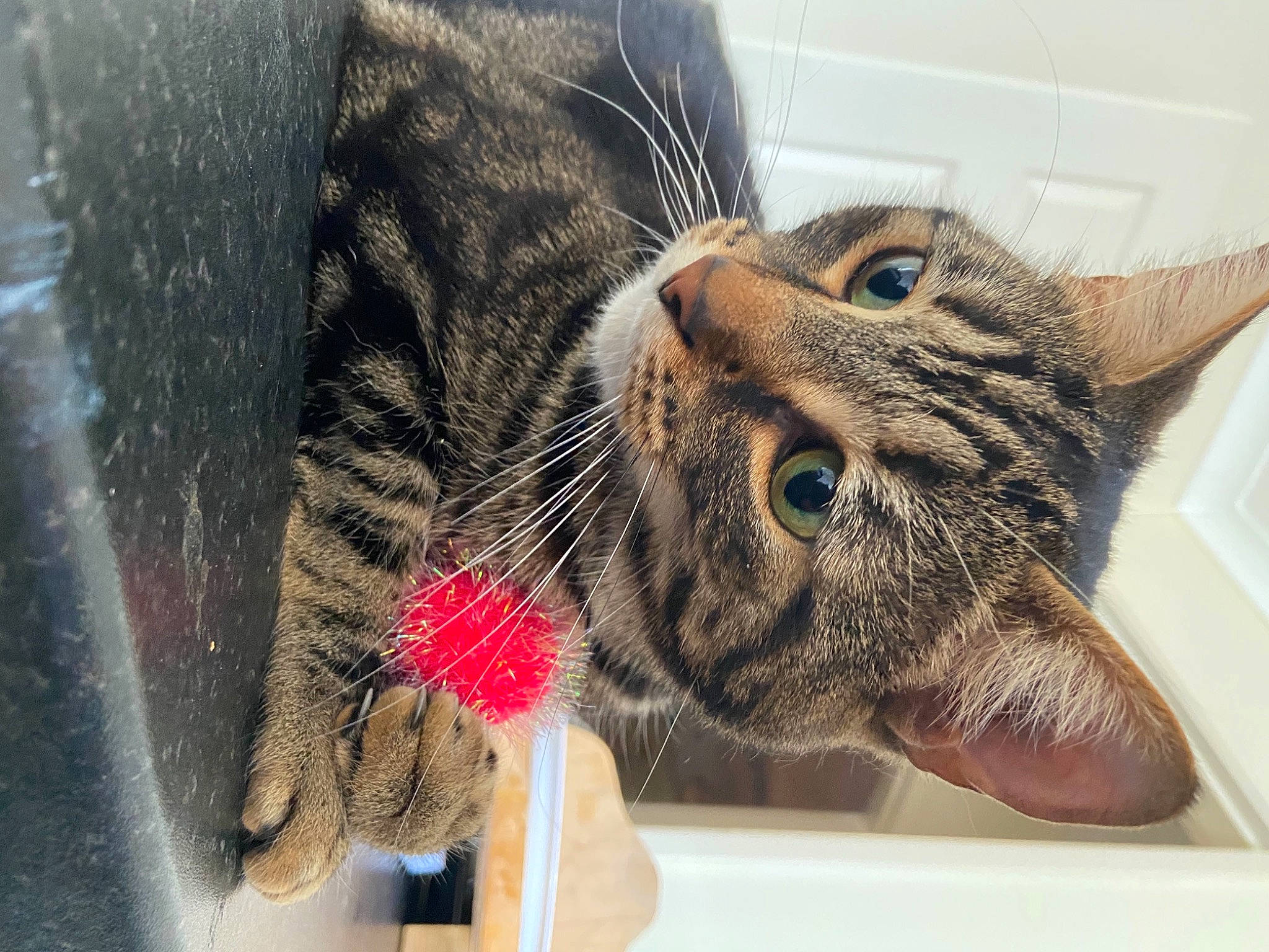 Cheshire is registered to the contest to win money with this photo: carnivore, cat, claw, comfort, domestic_short_haired_cat, ear, felidae, fur, mammal, nail, paw, small_to_medium_sized_cats, snout, terrestrial_animal, toy, vertebrate, whiskers, window