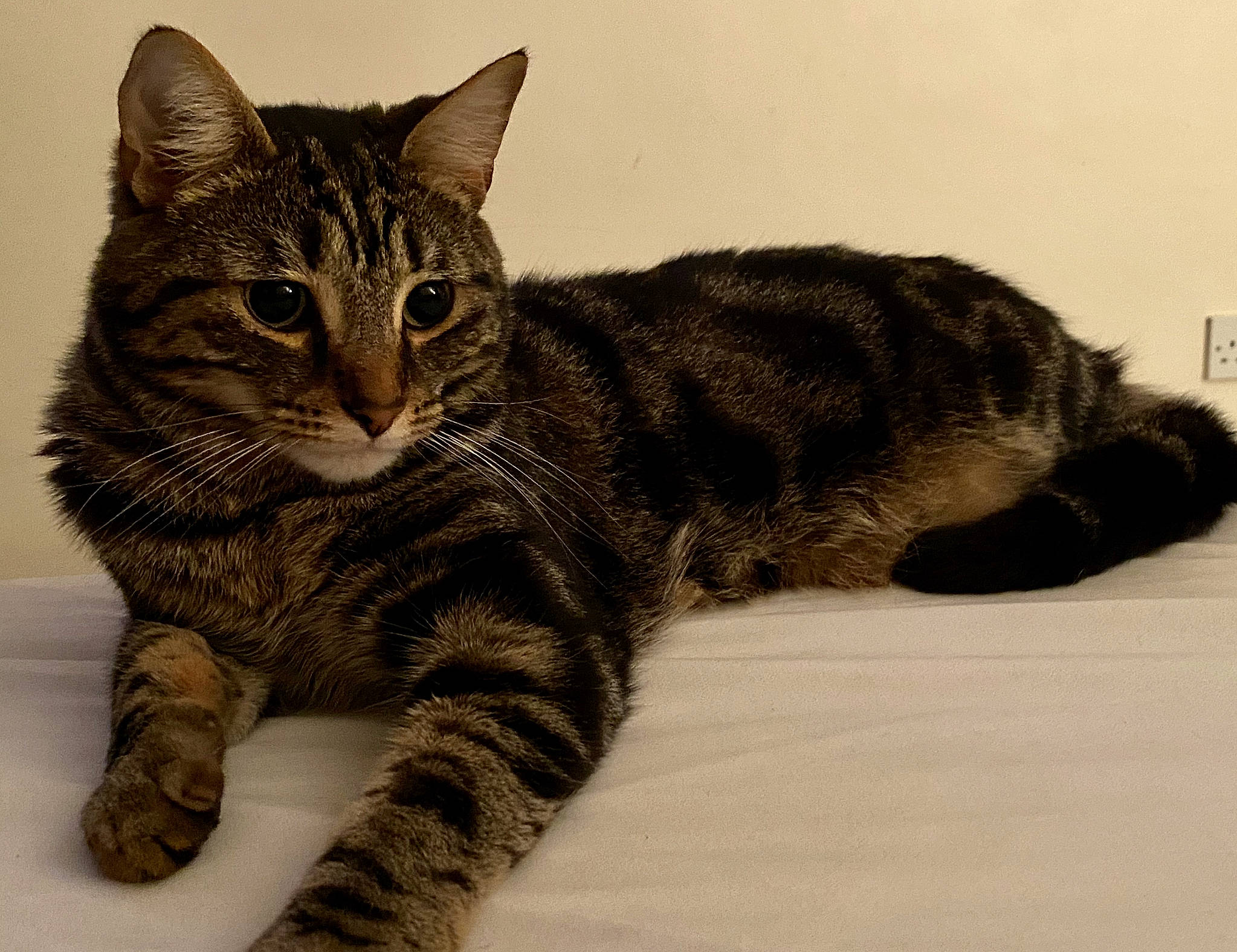 Cheshire joined the competition — help win amazing prizes! carnivore, cat, claw, domestic_short_haired_cat, felidae, fur, paw, sitting, small_to_medium_sized_cats, snout, tail, terrestrial_animal, whiskers