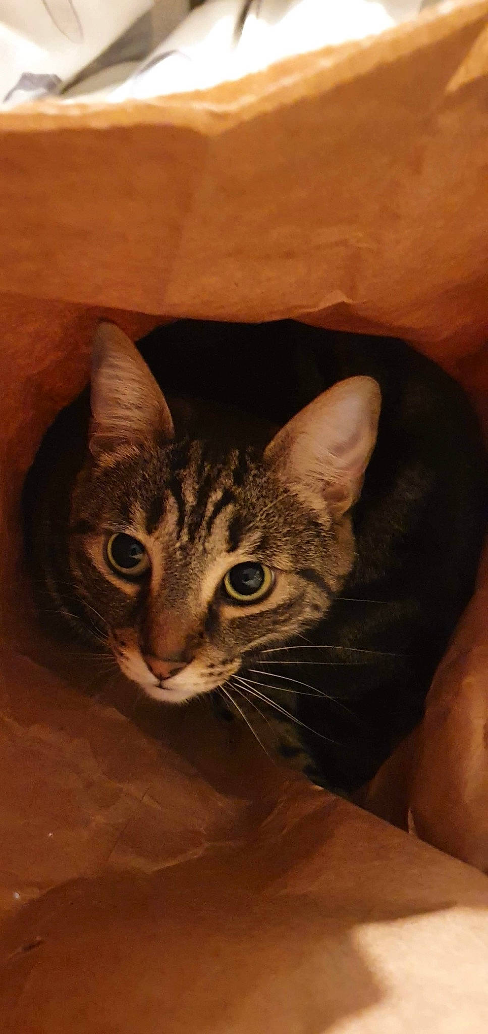 Cheshire joined the competition — help win amazing prizes! box, brown, carnivore, cat, domestic_short_haired_cat, door, fawn, felidae, fur, small_to_medium_sized_cats, snout, whiskers, wildlife, window, wood