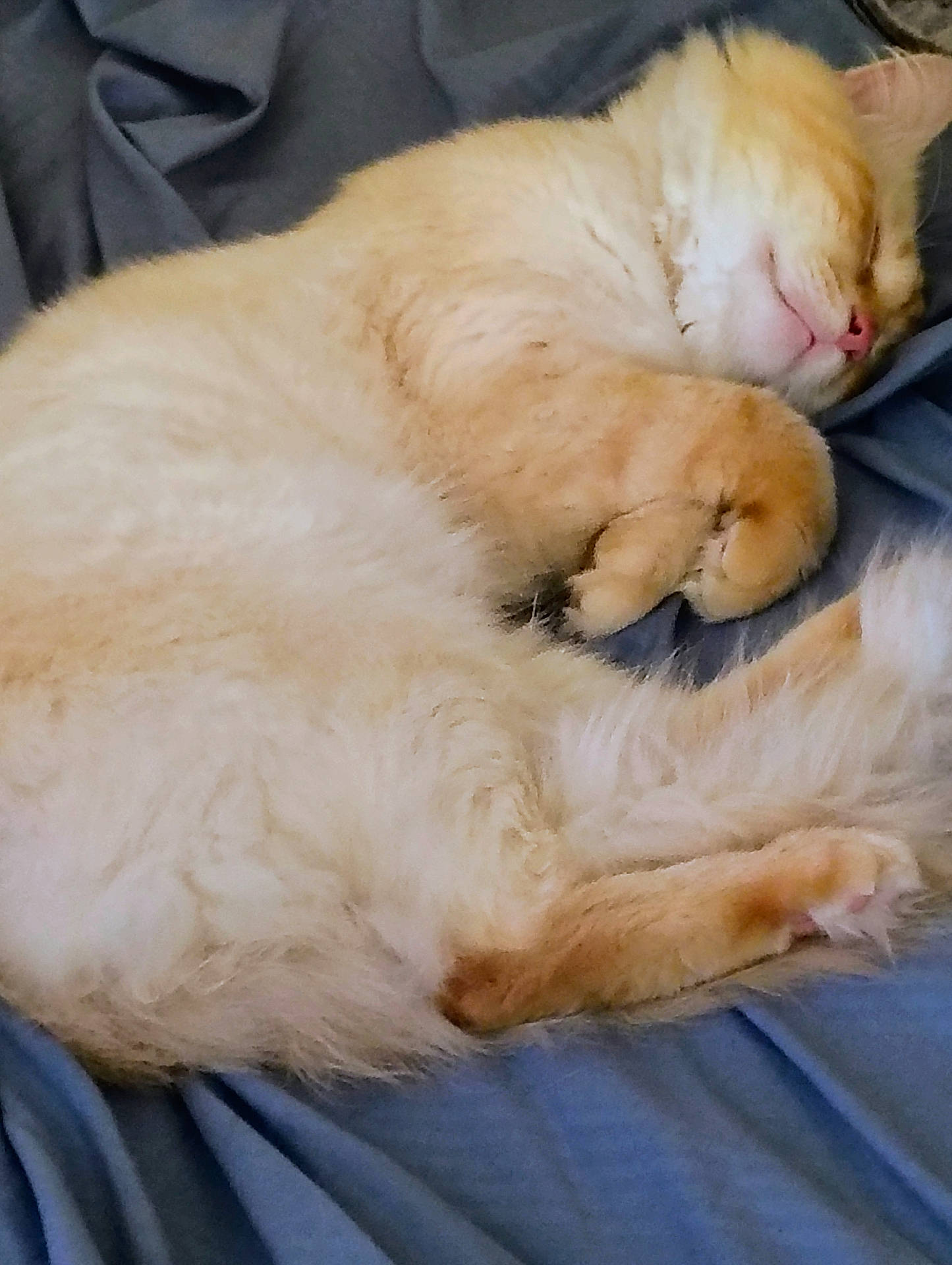 abyssinian, angora, animal, bed, bedroom, blanket, canine, cat, couch, dog, furniture, homedecor, indoors, kitten, manx, person, pet, room, siamese, sleeping