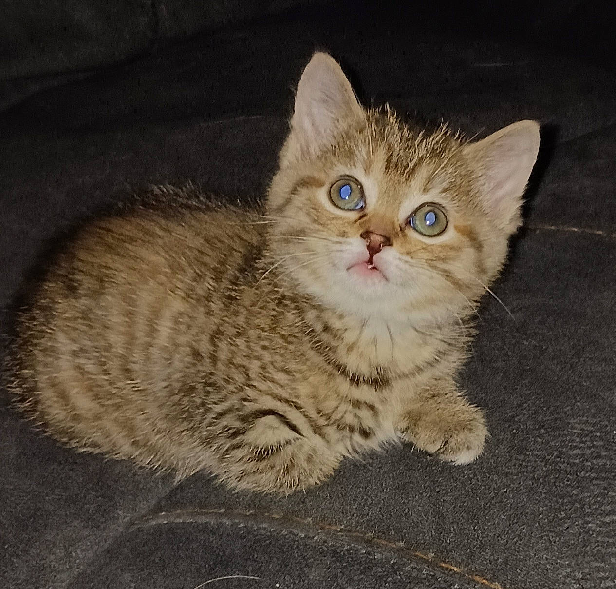 Tabatha is registered to the contest to win money with this photo: carnivore, cat, claw, comfort, domestic_short_haired_cat, ear, fawn, felidae, fur, paw, photo_caption, sitting, small_to_medium_sized_cats, snout, tail, terrestrial_animal, whiskers