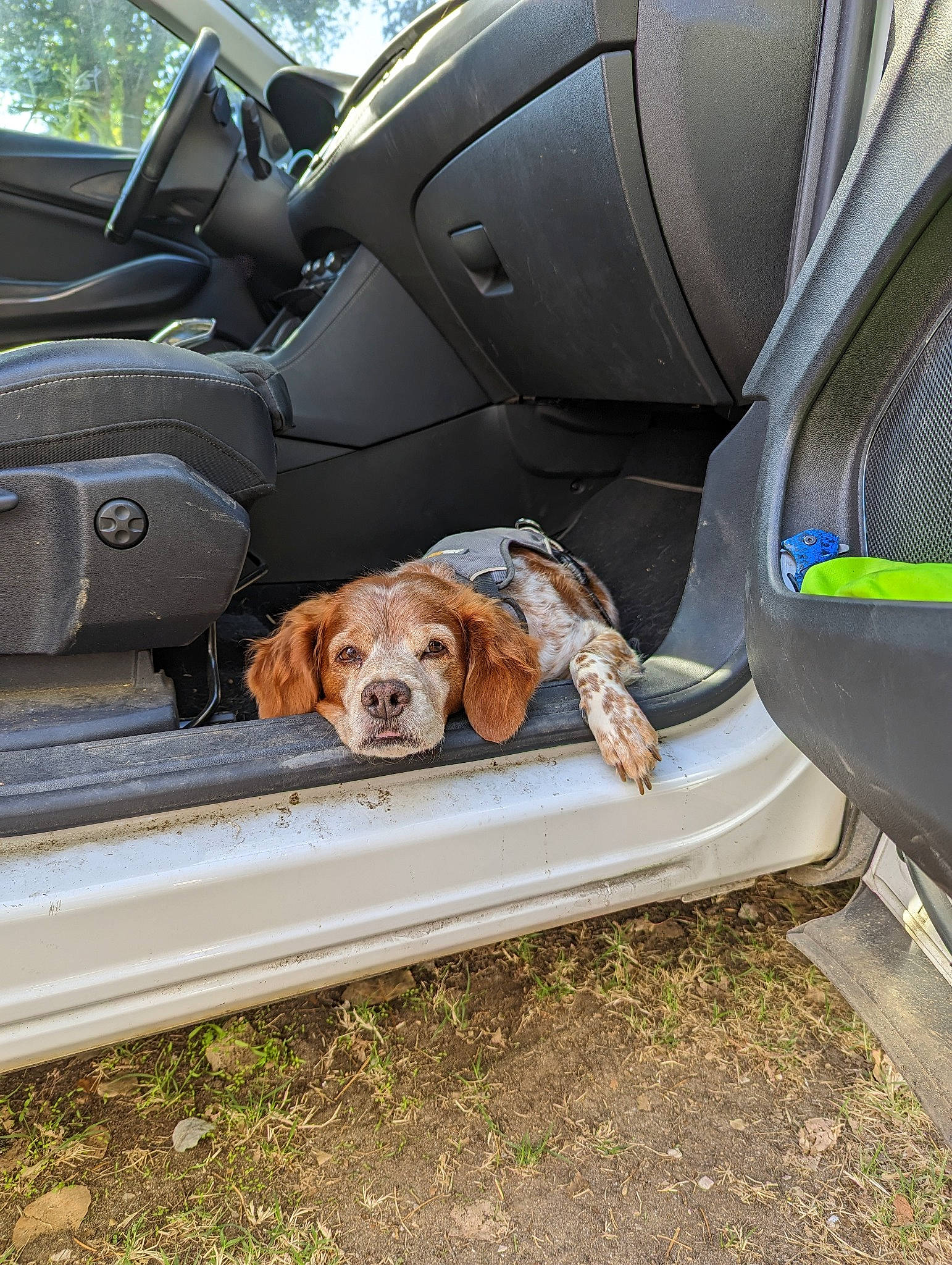 June a rejoint le concours — aidez-le/la à gagner de superbes lots ! automotive_design, automotive_exterior, automotive_lighting, automotive_tire, automotive_wheel_system, bumper, car, car_seat, car_seat_cover, carnivore, dog, fender, hood, mammal, mode_of_transport, motor_vehicle, personal_luxury_car, rim, vehicle, vehicle_door