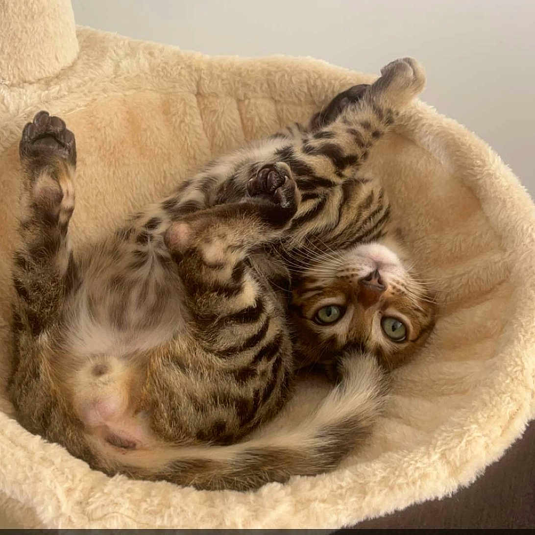 Ixa a rejoint le concours — aidez-le/la à gagner de superbes lots ! animal, blanket, cat, kitten, ocelot, pet