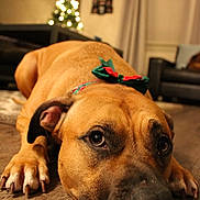 Nika joined the competition — help win amazing prizes! american_pit_bull_terrier, carnivoran, dog, dog_breed, dog_like_mammal, snout