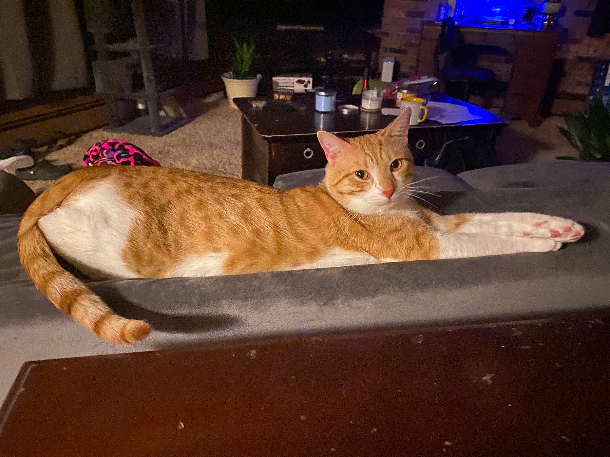 Buddy is registered to the contest to win money with this photo: carnivore, cat, comfort, couch, domestic_short_haired_cat, event, fawn, felidae, flowerpot, fur, hardwood, hat, houseplant, paw, plant, room, small_to_medium_sized_cats, tail, whiskers, wood