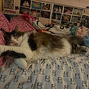 Cookie is registered to the contest to win money with this photo: bed, blanket, brown, cat, cozy, cute, domestic_animal, feline, fur, indoor, pattern, photographs, pillow, pink, relaxation, resting, sleeping, stretching, wall, white