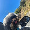 dog, small_dog, shaggy_dog, gray_fur, long_hair, tongue, pet, animal, portrait, close_up, car, vehicle, side_mirror, sky, blue_sky, trees, outdoor, sunlight, road_trip, funny_expression