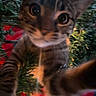 cat, tabby_cat, close_up, curious, paws, greenery, christmas_lights, festive, blurred, animal, pet, whiskers, stripes, outdoor, nature, night, red_background, cute, playful, feline
