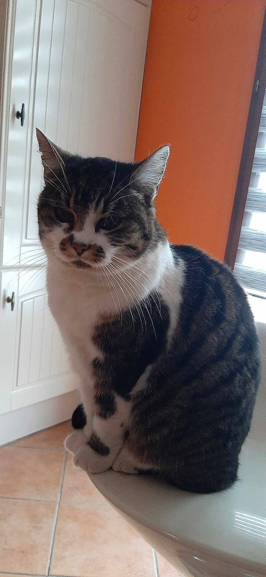 Caline a rejoint le concours — aidez-le/la à gagner de superbes lots ! cat, tabby_cat, indoor, furniture, cabinet, orange_wall, tile_floor, pet, animal, whiskers, ears, sitting, fur, domestic_cat, window_blinds, curved_surface, quiet, resting, household, domestic