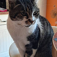Caline a rejoint le concours — aidez-le/la à gagner de superbes lots ! cat, tabby, white_paws, sitting, bar_stool, kitchen, tile_floor, furniture, indoor, pet, animal, curious, domestic_cat, whiskers, ears, table, orange_wall, door, home, fur