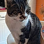 cat, tabby, white_paws, sitting, bar_stool, kitchen, tile_floor, furniture, indoor, pet, animal, curious, domestic_cat, whiskers, ears, table, orange_wall, door, home, fur