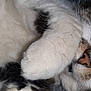 Caline participe au concours pour gagner de l'argent avec cette photo : cat, sleeping, paw, close_up, fur, whiskers, nose, relaxed, cute, pet, animal, tabby, white_fur, soft, indoor, cozy, resting, peaceful, domestic_cat, feline