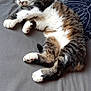 Caline a rejoint le concours — aidez-le/la à gagner de superbes lots ! cat, tabby, sleeping, bed, pillow, gray, white, brown, fur, pet, animal, relaxed, cozy, indoor, resting, cute, cushion, pattern, nap, feline