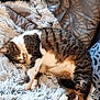 cat, tabby, sleeping, fluffy_blanket, couch, pillow, indoor, cozy, pet, fur, relaxing, resting, animal, whiskers, claws, striped, cute, domestic_cat, feline, home
