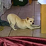 dog, small_dog, stretching, indoor, tile_floor, crate, chair_legs, blanket, curious, pet, light_fur, floor, furniture, household, home, animal, cute, looking, canine, relaxed