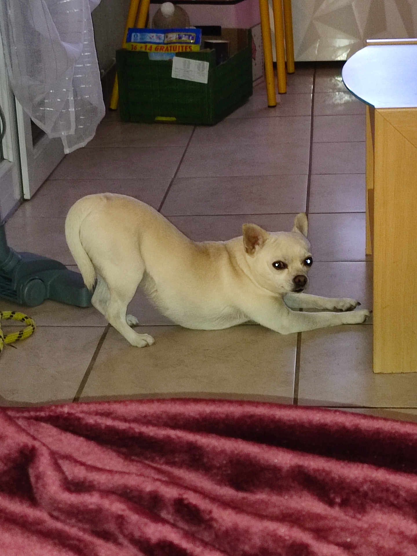Skippy participe au concours pour gagner de l'argent avec cette photo : dog, small_dog, stretching, indoor, tile_floor, crate, chair_legs, blanket, curious, pet, light_fur, floor, furniture, household, home, animal, cute, looking, canine, relaxed