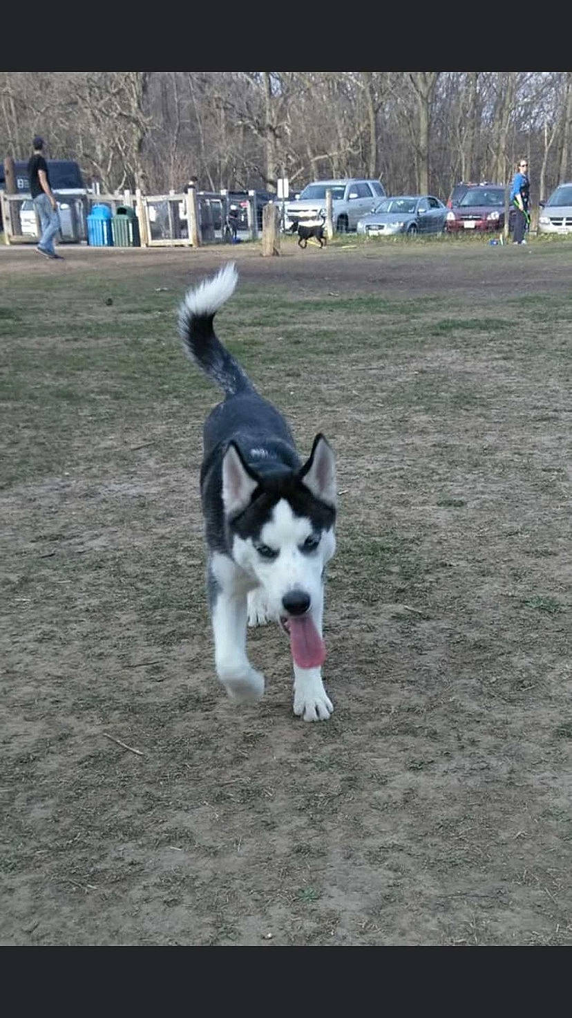 Blake is registered to the contest to win money with this photo: alaskan_klee_kai, alaskan_malamute, canidae, carnivore, dog, dog_breed, east_siberian_laika, greenland_dog, karelian_bear_dog, mammal, miniature_siberian_husky, northern_inuit_dog, rare_breed_dog, sakhalin_husky, seppala_siberian_sleddog, siberian_husky, sled_dog, tamaskan_dog, vertebrate, working_dog
