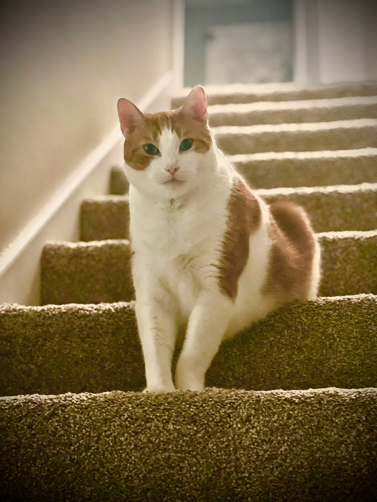 Hayden joined the competition — help win amazing prizes! carnivore, cat, domestic_short_haired_cat, felidae, flooring, foot, fur, grass, human_leg, paw, road_surface, sitting, small_to_medium_sized_cats, snout, stairs, tail, tints_and_shades, whiskers, window, wood